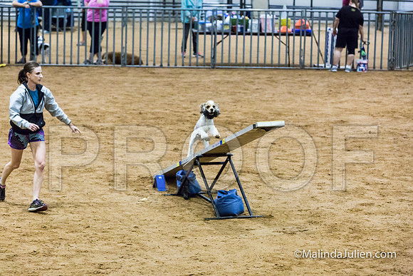 Agility Sun STD 16 Cocker Spaniel Louie-JJJ_5000-HR3