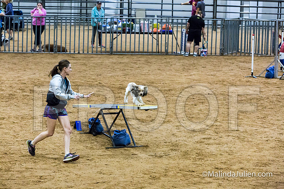 Agility Sun STD 16 Cocker Spaniel Louie-JJJ_5001-HR3