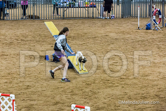 Agility Sun STD 16 Cocker Spaniel Louie-JJJ_5002-HR3