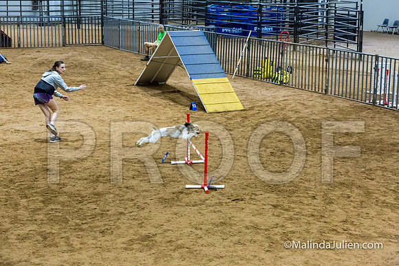 Agility Sun STD 16 Cocker Spaniel Louie-JJJ_5003-HR3