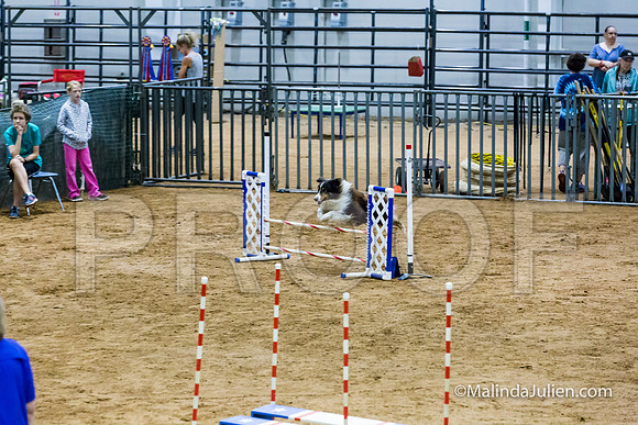 Agility Sun STD 16 Shetland Sheepdog Xi-JJJ_5009-HR3