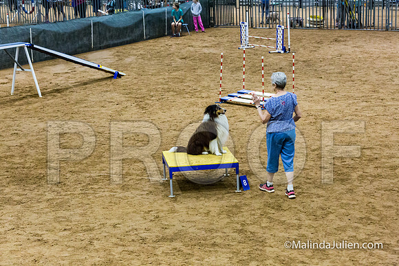 Agility Sun STD 16 Shetland Sheepdog Xi-JJJ_5024-HR3