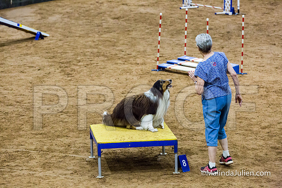 Agility Sun STD 16 Shetland Sheepdog Xi-JJJ_5025-HR3
