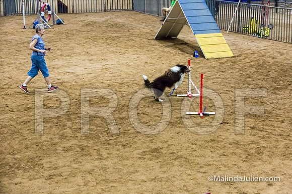 Agility Sun STD 16 Shetland Sheepdog Xi-JJJ_5032-HR3