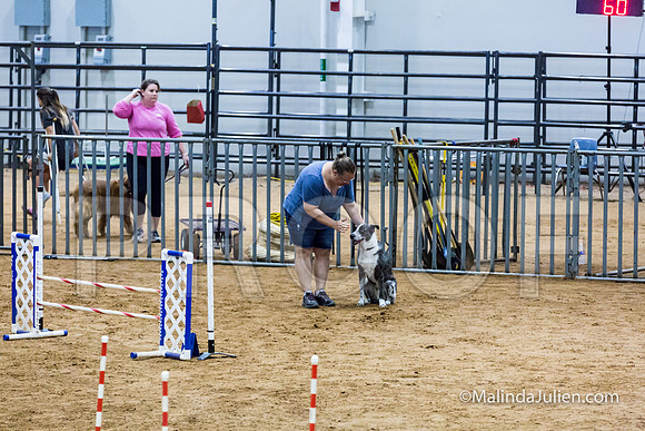 Agility Sun STD 20 All American Dog-JJJ_5098-HR3