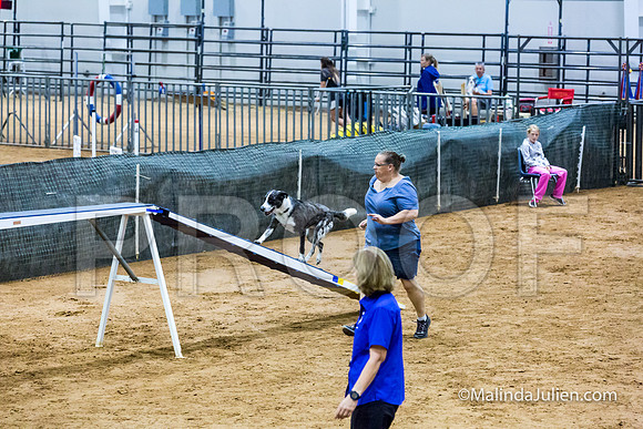 Agility Sun STD 20 All American Dog-JJJ_5100-HR3