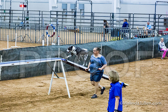 Agility Sun STD 20 All American Dog-JJJ_5101-HR3
