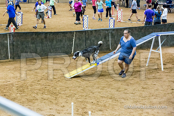 Agility Sun STD 20 All American Dog-JJJ_5103-HR3