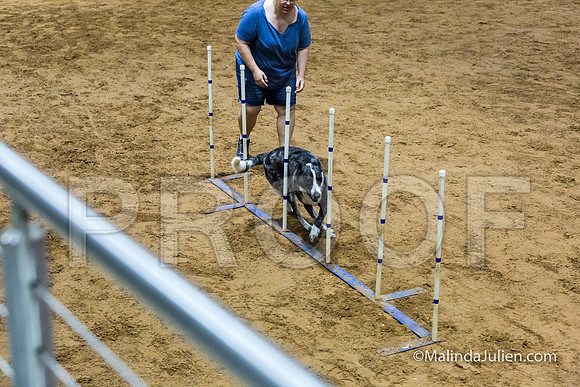 Agility Sun STD 20 All American Dog-JJJ_5105-HR3