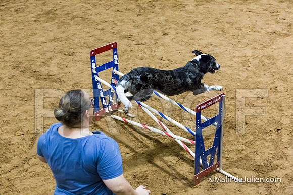 Agility Sun STD 20 All American Dog-JJJ_5107-HR3