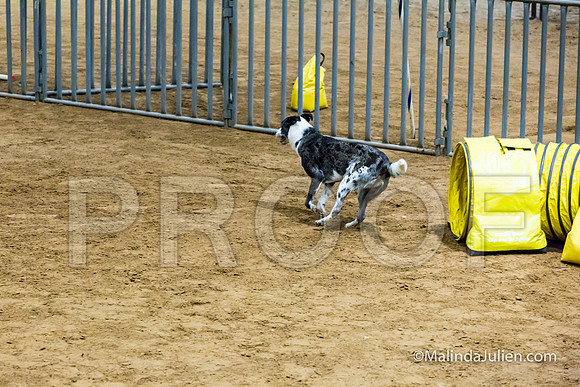 Agility Sun STD 20 All American Dog-JJJ_5108-HR3
