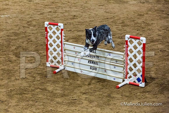 Agility Sun STD 20 All American Dog-JJJ_5110-HR3