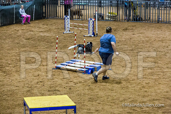 Agility Sun STD 20 All American Dog-JJJ_5113-HR3