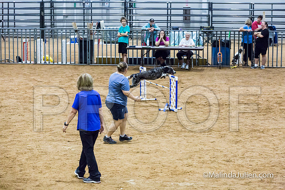 Agility Sun STD 20 All American Dog-JJJ_5114-HR3