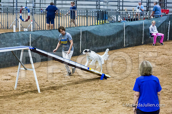 Agility Sun STD 20 English Setter-JJJ_5074-HR3