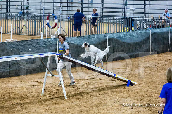 Agility Sun STD 20 English Setter-JJJ_5075-HR3