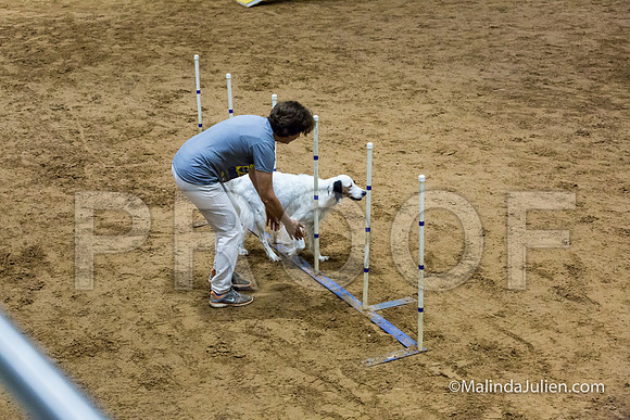 Agility Sun STD 20 English Setter-JJJ_5081-HR3