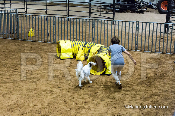 Agility Sun STD 20 English Setter-JJJ_5084-HR3