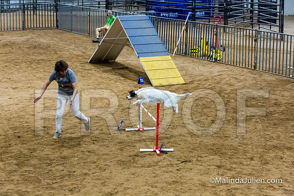 Agility Sun STD 20 English Setter-JJJ_5085-HR3