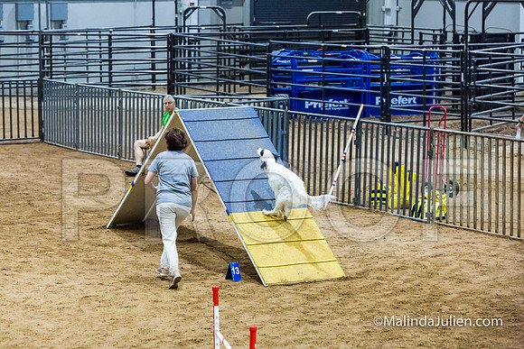 Agility Sun STD 20 English Setter-JJJ_5095-HR3