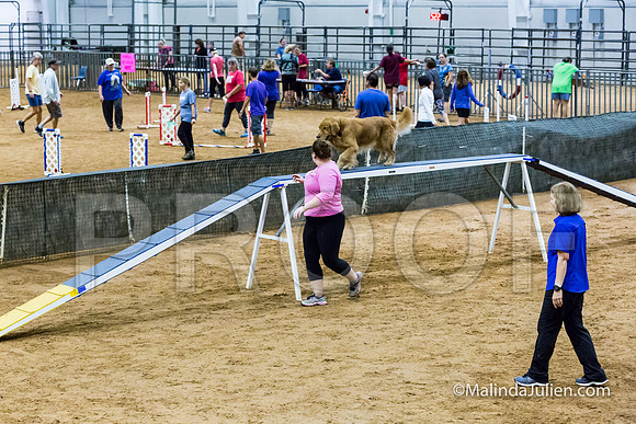 Agility Sun STD 20 Golden Retriever Paris-JJJ_5125-HR3