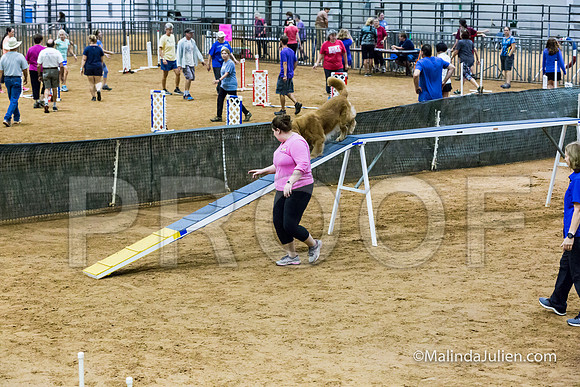 Agility Sun STD 20 Golden Retriever Paris-JJJ_5126-HR3