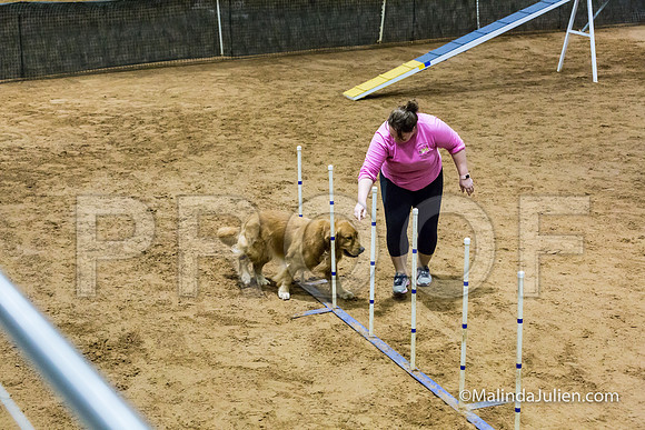 Agility Sun STD 20 Golden Retriever Paris-JJJ_5127-HR3