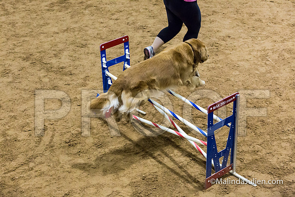 Agility Sun STD 20 Golden Retriever Paris-JJJ_5131-HR3