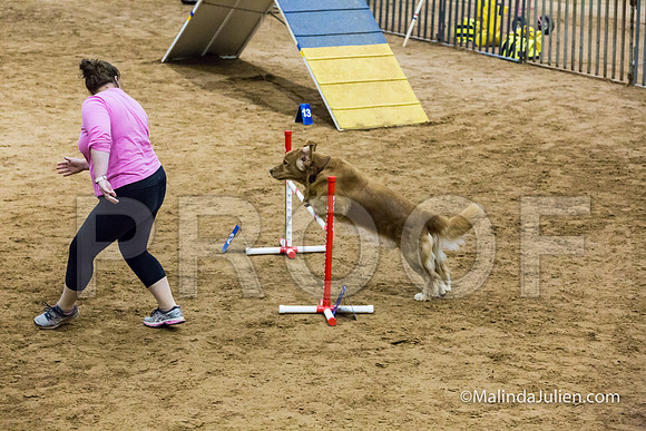 Agility Sun STD 20 Golden Retriever Paris-JJJ_5132-HR3