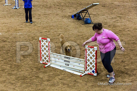 Agility Sun STD 20 Golden Retriever Paris-JJJ_5133-HR3