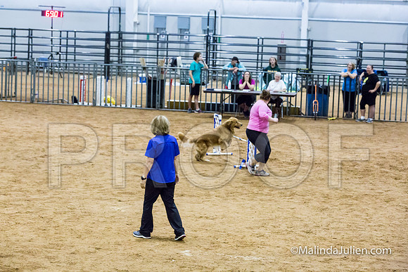 Agility Sun STD 20 Golden Retriever Paris-JJJ_5138-HR3