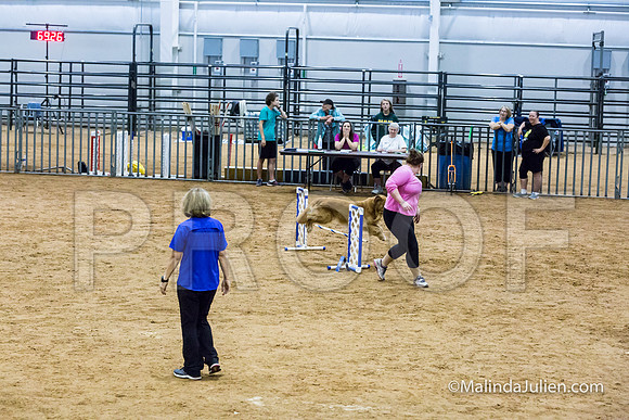 Agility Sun STD 20 Golden Retriever Paris-JJJ_5139-HR3