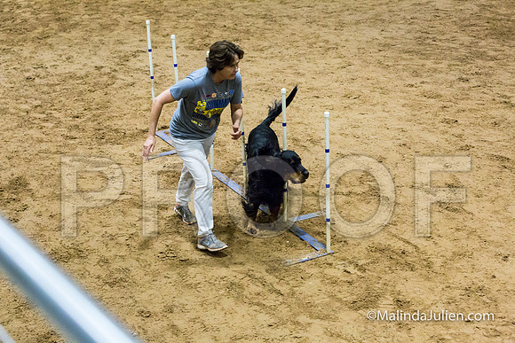 Agility Sun STD 20 Gordon Setter-JJJ_5156-HR3
