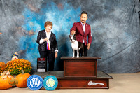 Boston Terrier #15 Sun WDBOS Judge Donnelle Richards