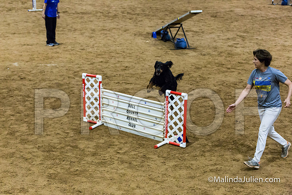 Agility Sun STD 20 Gordon Setter-JJJ_5161-HR3
