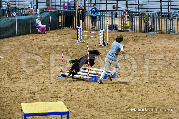 Agility Sun STD 20 Gordon Setter-JJJ_5164-HR3