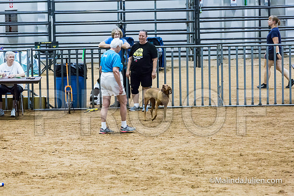 Agility Sun STD 20 Vizsla-JJJ_5070-HR3