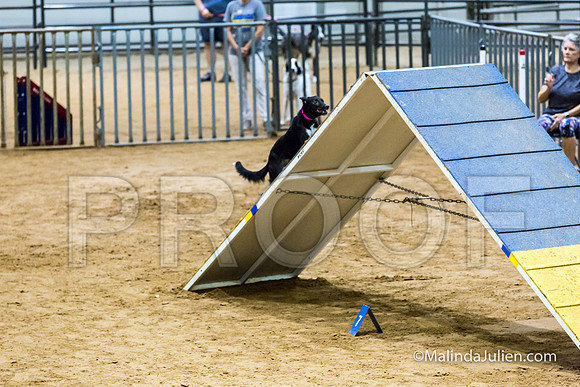 Agility Sun STD Fast 20 All American Dog Heart-JJJ_4604-HR3