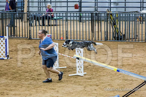 Agility Sun STD Fast 20 All American Dog Loki-JJJ_4765-HR3
