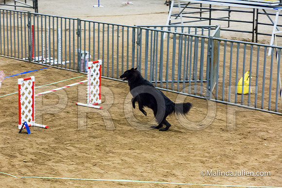 Agility Sun STD Fast 20 Belgian Sheepdog Tilly-JJJ_4392-HR3