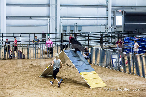 Agility Sun STD Fast 20 Belgian Sheepdog Tilly-JJJ_4395-HR3