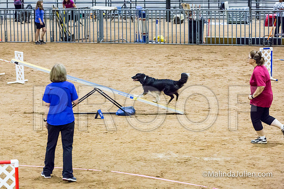 Agility Sun STD Fast 20 Border Collie Baker-JJJ_4502-HR3
