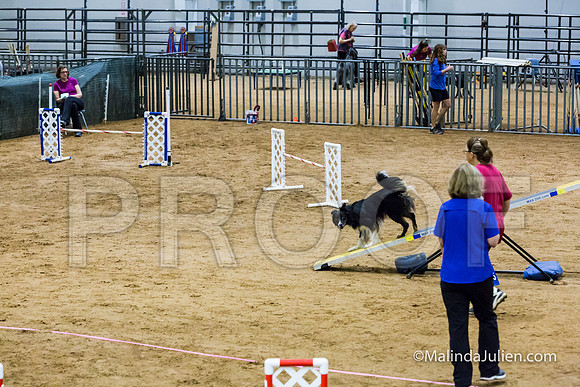 Agility Sun STD Fast 20 Border Collie Baker-JJJ_4504-HR3