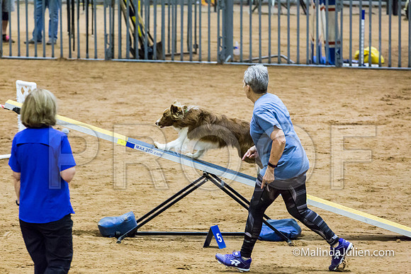 Agility Sun STD Fast 20 Border Collie Brice-JJJ_4702-HR3