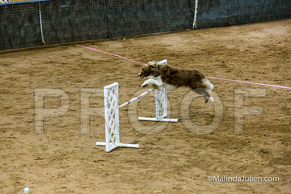 Agility Sun STD Fast 20 Border Collie Brice-JJJ_4704-HR3