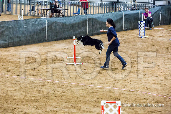 Agility Sun STD Fast 20 Border Collie Shiloh-JJJ_4585-HR3
