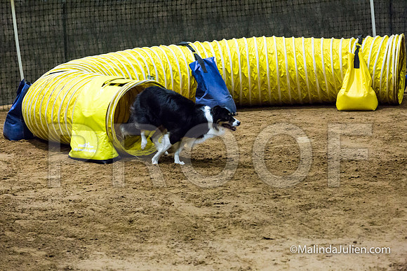 Agility Sun STD Fast 20 Border Collie Shiloh-JJJ_4586-HR3