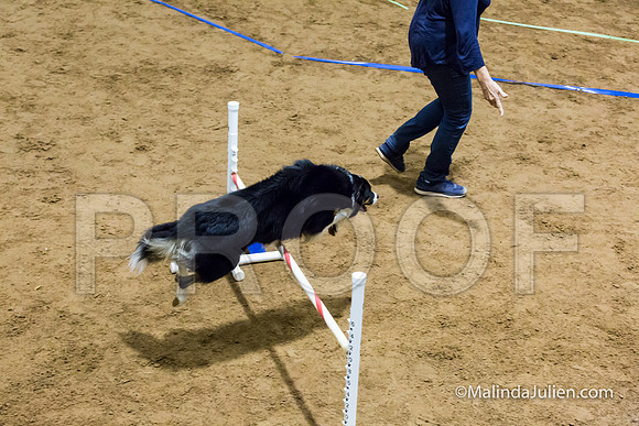 Agility Sun STD Fast 20 Border Collie Shiloh-JJJ_4593-HR3