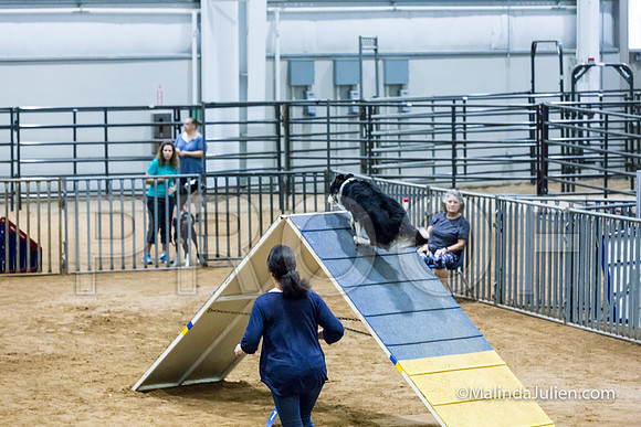 Agility Sun STD Fast 20 Border Collie Shiloh-JJJ_4596-HR3