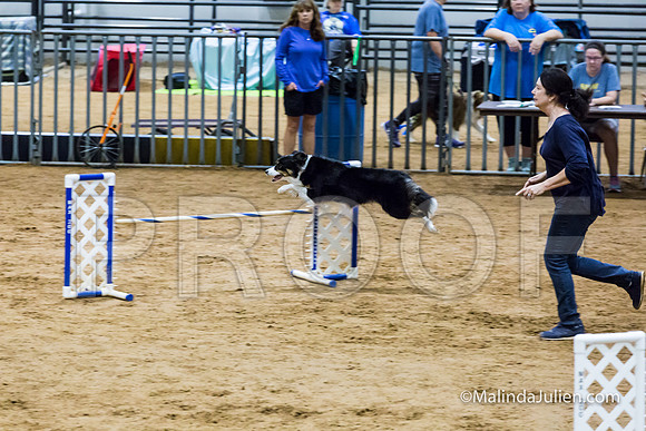Agility Sun STD Fast 20 Border Collie Shiloh-JJJ_4599-HR3